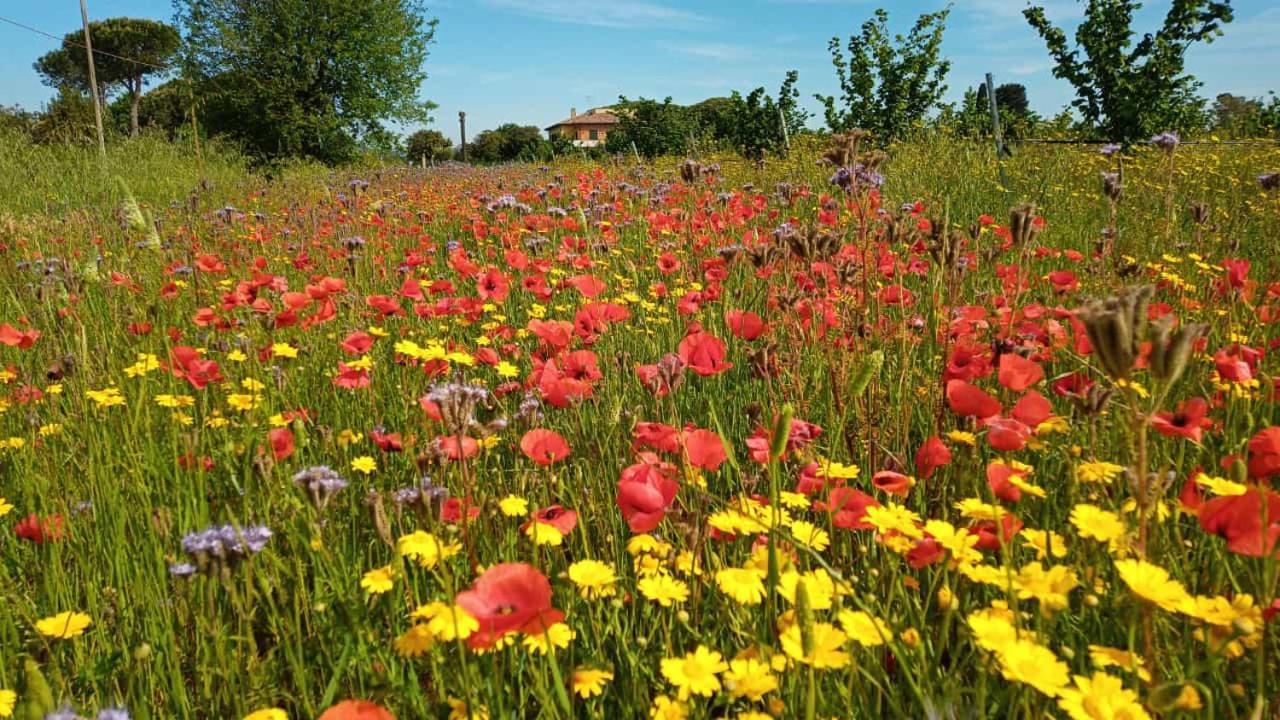 Agriturismo Il Tripesce Vada Luaran gambar