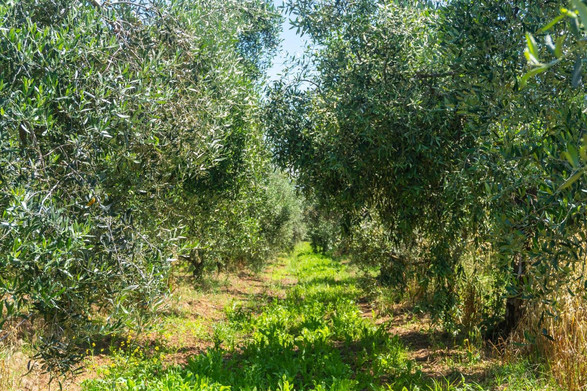 Agriturismo Il Tripesce Vada Luaran gambar