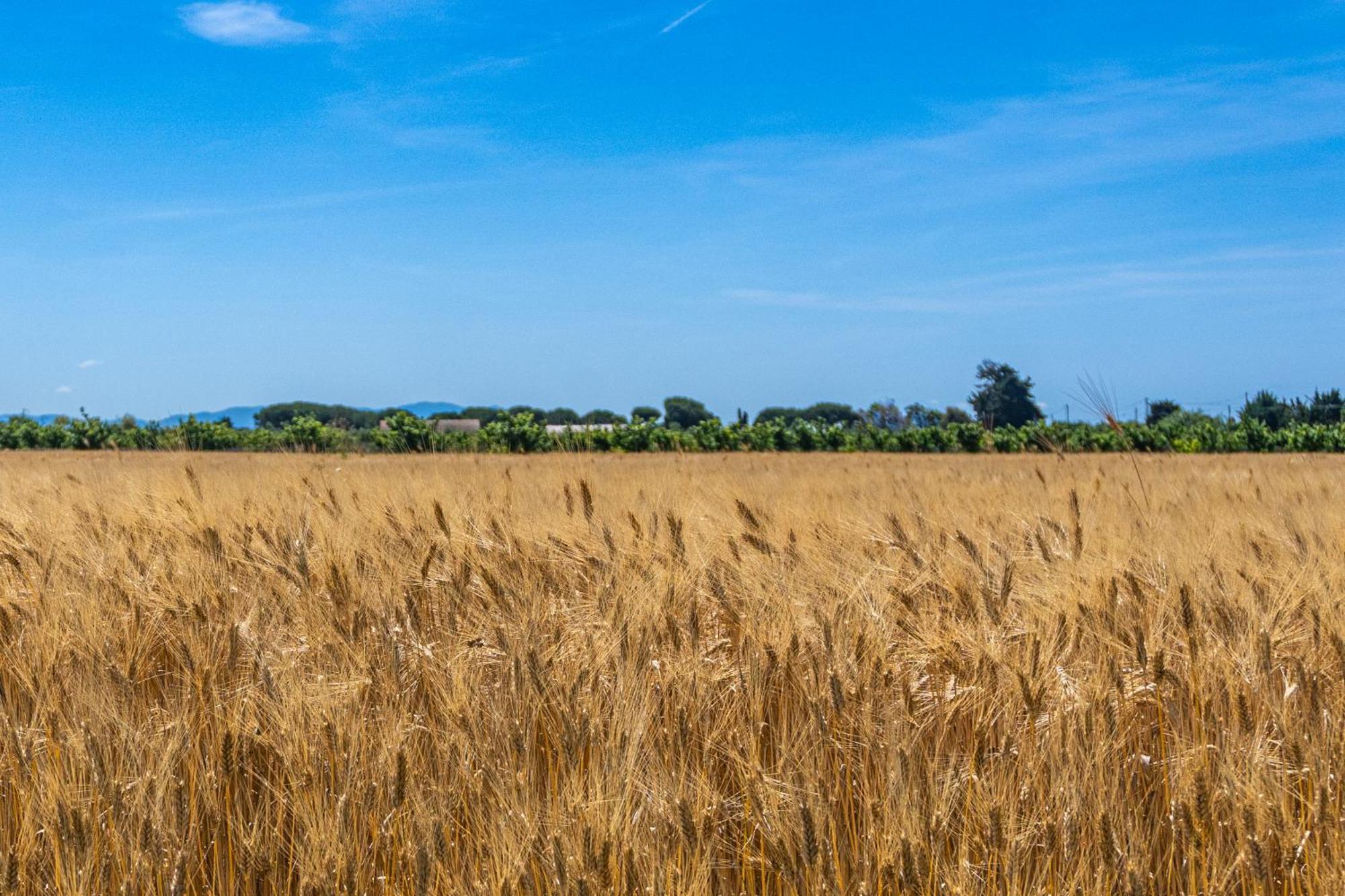 Agriturismo Il Tripesce Vada Luaran gambar