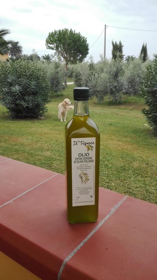 Agriturismo Il Tripesce Vada Luaran gambar